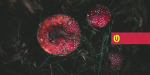 godesign fly agaric