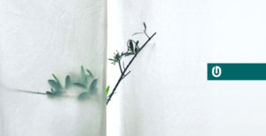 Olivenbäumchen hinter Vorhang-g
