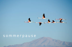 sommerpause vor ziehenden Flamingos