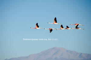 Sommerpause Text vor ziehenden Flamingos