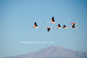 Sommerpause Text vor ziehenden Flamingos
