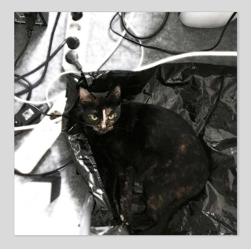 Elektro-Cat